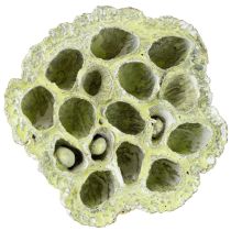 Itens Frasco de lótus mix verde lavado Ø6cm - 10cm 50 un