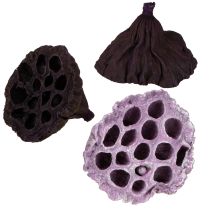 Itens Lotus Mix Rosa, Erika Ø6cm - Ø10cm 50 unidades