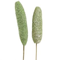 Itens Luffa grande no palito Verde 25uds