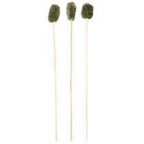 Itens Luffa pequena em palito esponja pepino verde escuro 5-7cm 25 unidades
