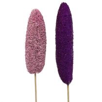 Bucha em bastão grande rosa, urze 8cm - 30cm 25p