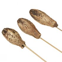 Itens Vagens em Mogno Decoração Seca Natural 45cm 50 un