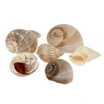 Itens Maritime Deco Shell Mix Nature 400g