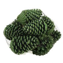 Itens Cones Maritima 10cm - 16cm verde fosco 12 un