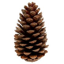 Cones Maritima 14/18 naturais 25 unidades