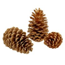 Itens Cones Maritima creme-baunilha misto 5-18cm 25uns