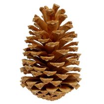 Itens Cones Maritima creme-baunilha misto 5-18cm 25uns