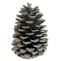 Itens Cones Marítimos 10cm - 14cm branco lavado 25p