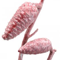 Cone marítimo em galho rosa/branco encerado 400g