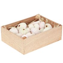 Itens Decoração marítima concha de ouriço-do-mar rosa, decoração dispersa branca 20 peças