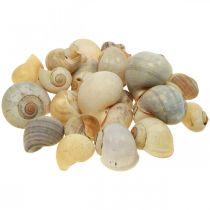 Caracol de decoração marítima caracóis naturais vazios 2-5cm 1kg