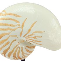 Itens Escultura decorativa marítima concha de caracol com base 30,5cm