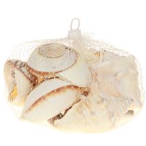 Itens Concha de caracol marinho, natural marítima, 400g