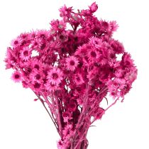 Itens Mini Flor de Palha Rosa Flor Seca Flor Rocha H20cm 15g