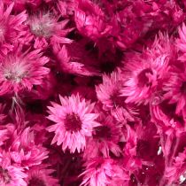 Itens Mini Flor de Palha Rosa Flor Seca Flor Rocha H20cm 15g