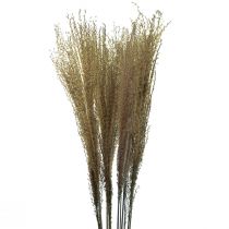 Miscanthus caniço chinês decoração seca erva seca 75cm 10uds