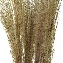 Miscanthus caniço chinês decoração seca erva seca 75cm 10uds
