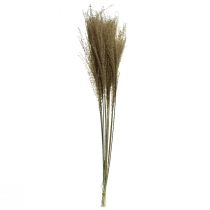 Itens Miscanthus capim-prateado chinês, capim decorativo seco, 75 cm, 10 unidades