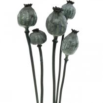 Cápsulas de sementes de papoila de cor preta floricultura seca decoração de sementes de papoila 50-60 cm 5 peças