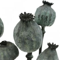 Cápsulas de sementes de papoila de cor preta floricultura seca decoração de sementes de papoila 50-60 cm 5 peças