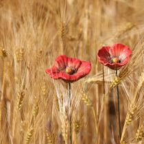 Itens Conjunto de 6 peças de flores de papoula de cerâmica para decoração romântica de jardim e canteiros de flores na primavera, 31 cm.
