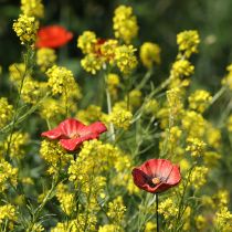 Itens Estaca de jardim em cerâmica com formato de papoula, design diferenciado para canteiros de flores, 52 cm, 2 peças.