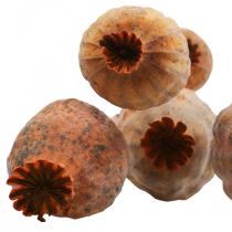 Cápsulas de papoula grande papaver seco deco papoula laranja 5 unid.