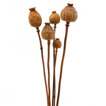 Cápsulas de papoula grande papaver seco deco papoula laranja 5 unid.
