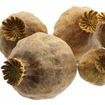 Cápsula de papoula grandes flores secas papaver amarelo deco papoula 5 unidades