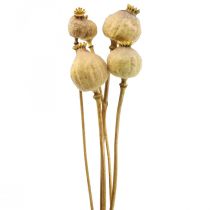Cápsula de papoula grandes flores secas papaver amarelo deco papoula 5 unidades
