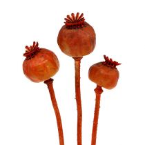 Cabeças de papoula cor de laranja 100 unidades