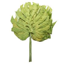Itens Folhas de Monstera secas para decoração de janela H50cm 5 peças