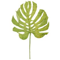 Itens Folhas de Monstera secas para decoração de janela H50cm 5 peças
