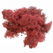 Musgo decorativo para artesanato Musgo natural de cor vermelha em saco de 40g