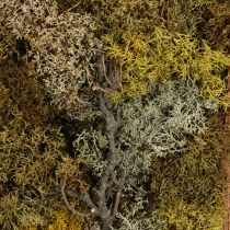 Itens Imagem de musgo imagem de musgo real com moldura preservada 40×30cm