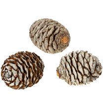 Itens Cones Murii naturais 500g