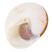Itens Conchas decorativas - Um item único e atraente para banheiros e salas de estar - 300g