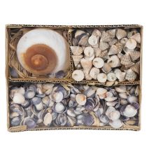 Itens Conchas decorativas - Um item único e atraente para banheiros e salas de estar - 300g