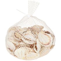 Itens Vieiras para decoração de conchas em natural 3,5cm–4cm 300g