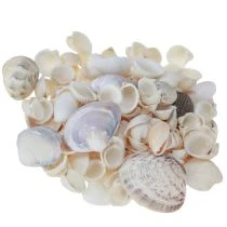 Itens Decoração de conchas mini conchas de caracóis 1–3 cm 340 g