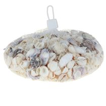 Itens Decoração de conchas mini conchas de caracóis 1–3 cm 340 g