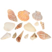 Itens Decoração de concha caracol marinho natural 350g × 3 unidades