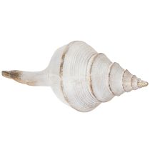 Itens Formato de concha decorativa para decoração marítima elegante, 44 cm