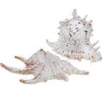 Conchas, decoração marítima, conchas de caracóis branco-dourado L22/17cm conjunto de 2