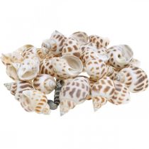 Decoração de conchas, mini caracol deco, mix de caracóis do mar L2–4cm 780g