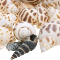 Decoração de conchas, mini caracol deco, mix de caracóis do mar L2–4cm 780g