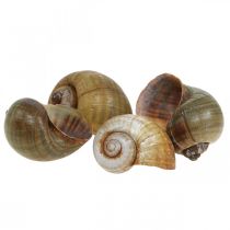 Decoração de caracol, conchas de caracol natureza marítima, verde 10 peças