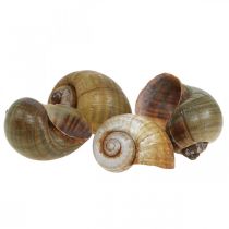 Itens Decoração de caracol, conchas de caracol natureza marítima, verde 10 unidades