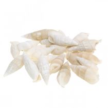 Caracóis Deco branco, decoração natural de caracol marinho 2-5cm 1kg