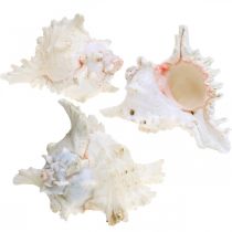 Itens Concha Chicoreus ramosus 16cm 3 un.